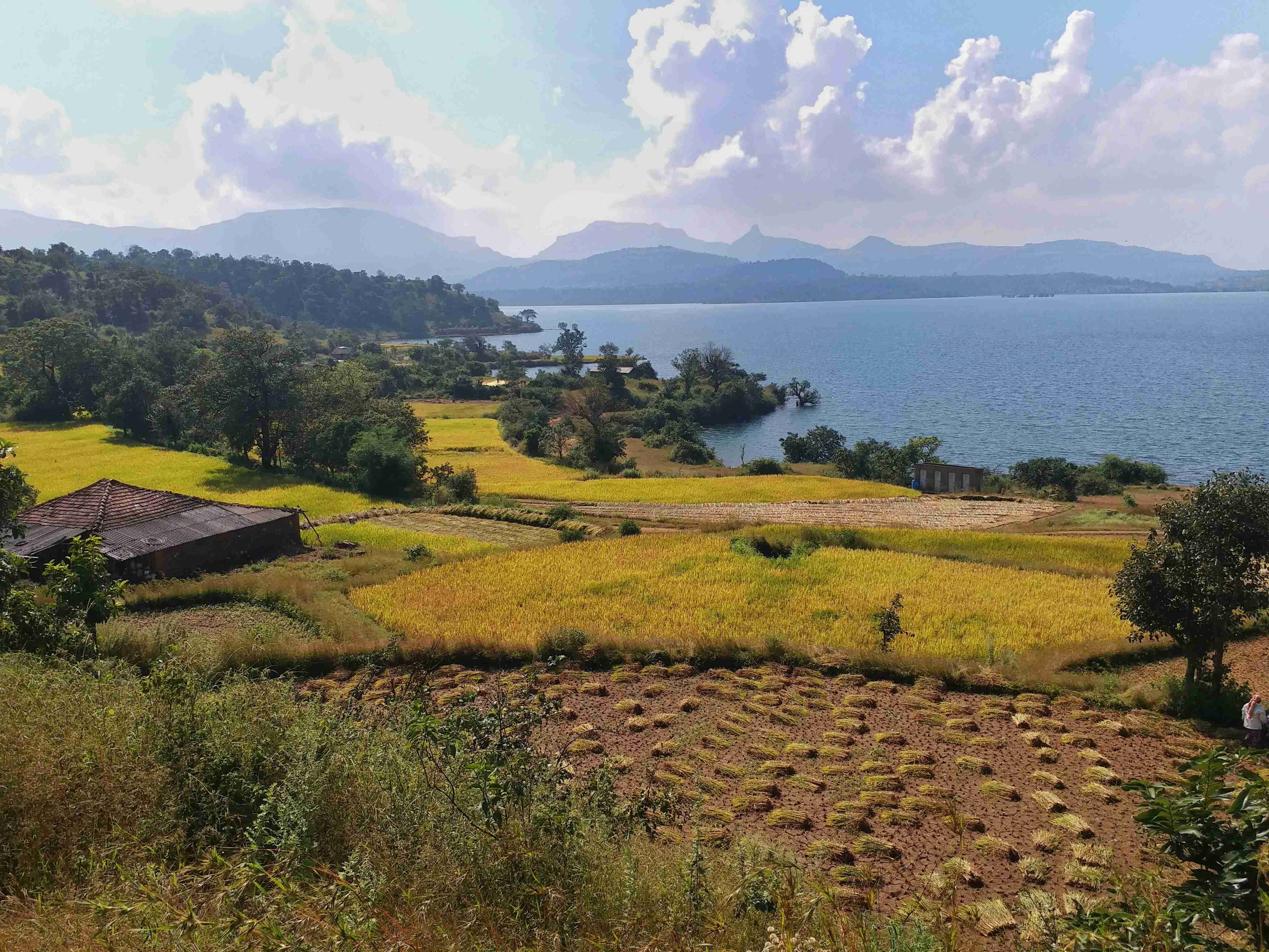 Pauri